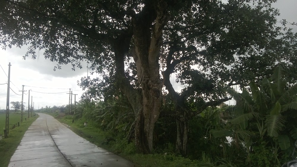 Cây đa tọa lạc ở thôn Chuông (Tân Phong, Ninh Giang, Hải Dương).